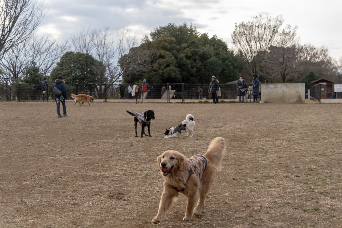 昭和記念公園ドッグランの実際の写真