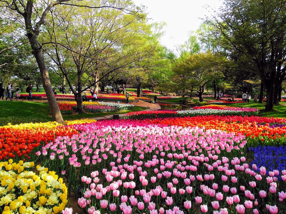 昭和記念公園ドッグランの実際の写真