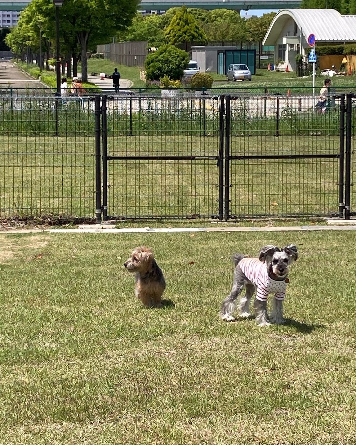 辰巳の森ドッグランの実際の写真