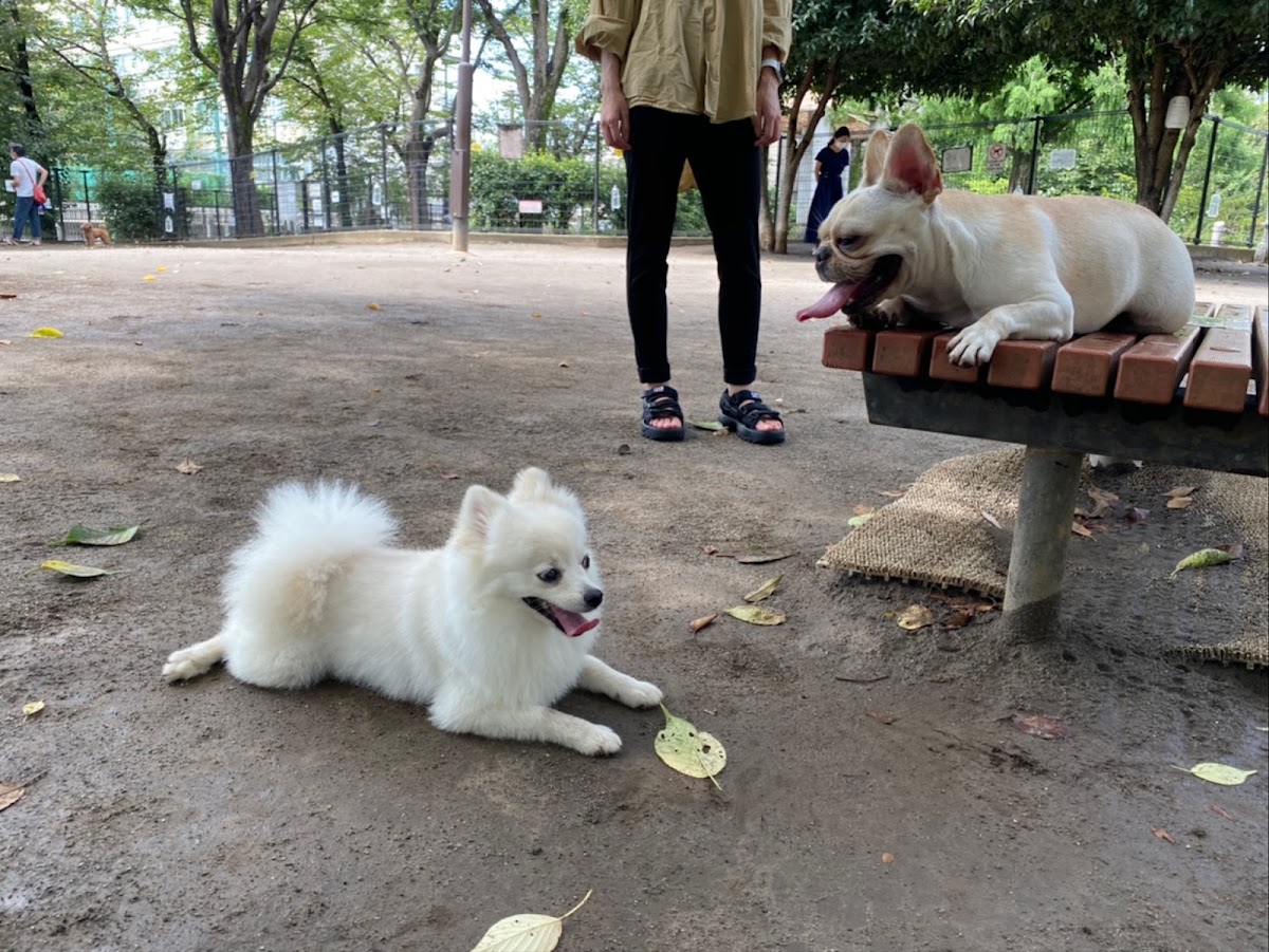 落合公園 犬の広場(ドッグラン)の実際の写真