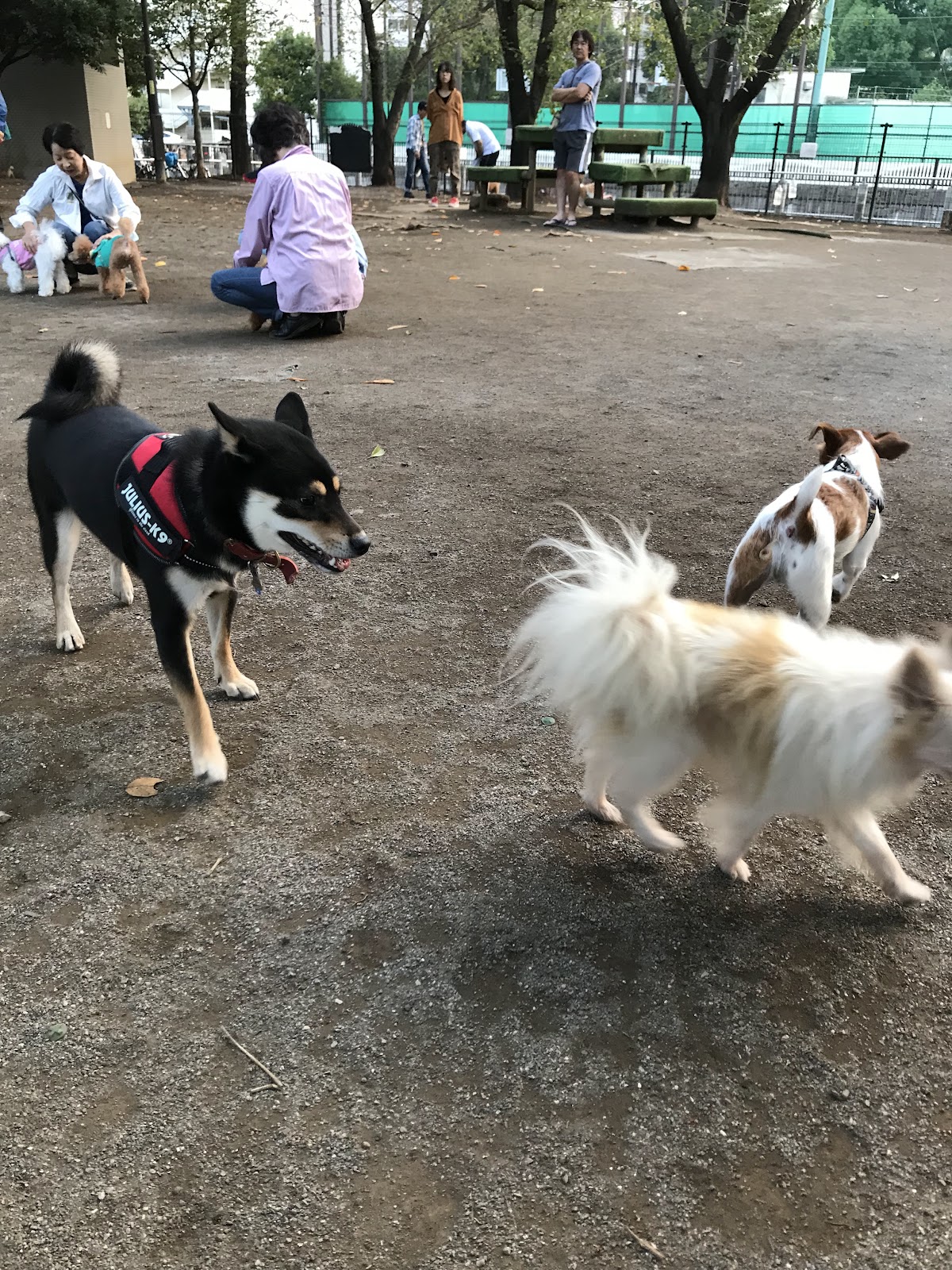 落合公園 犬の広場(ドッグラン)の実際の写真