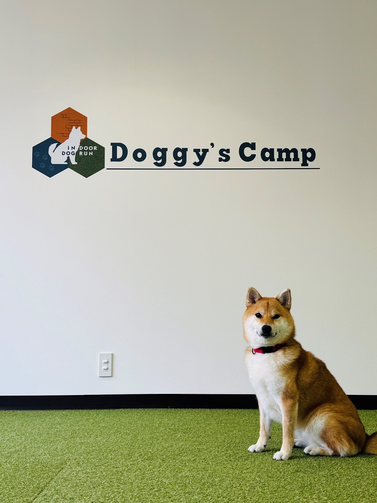 Doggy’s Camp（ドギーズキャンプ）室内ドッグランの実際の写真