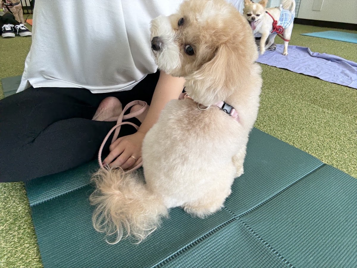 Doggy’s Camp（ドギーズキャンプ）室内ドッグランの実際の写真