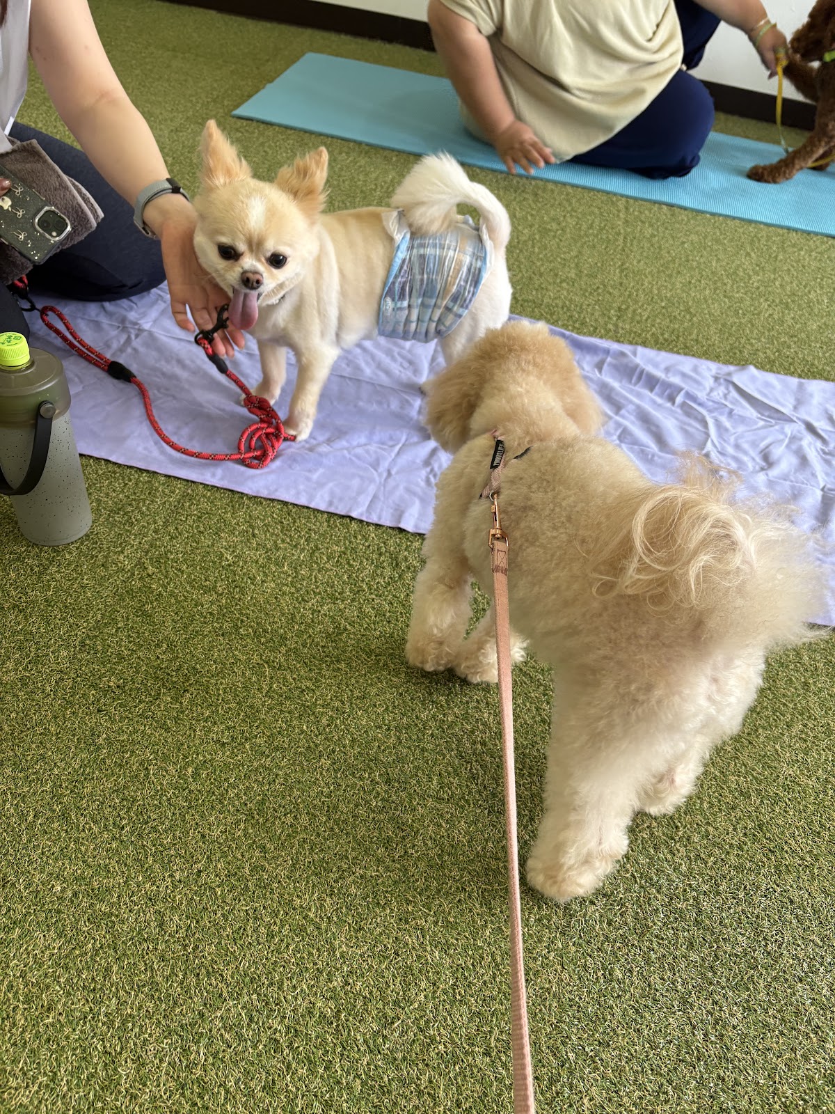 Doggy’s Camp（ドギーズキャンプ）室内ドッグランの実際の写真