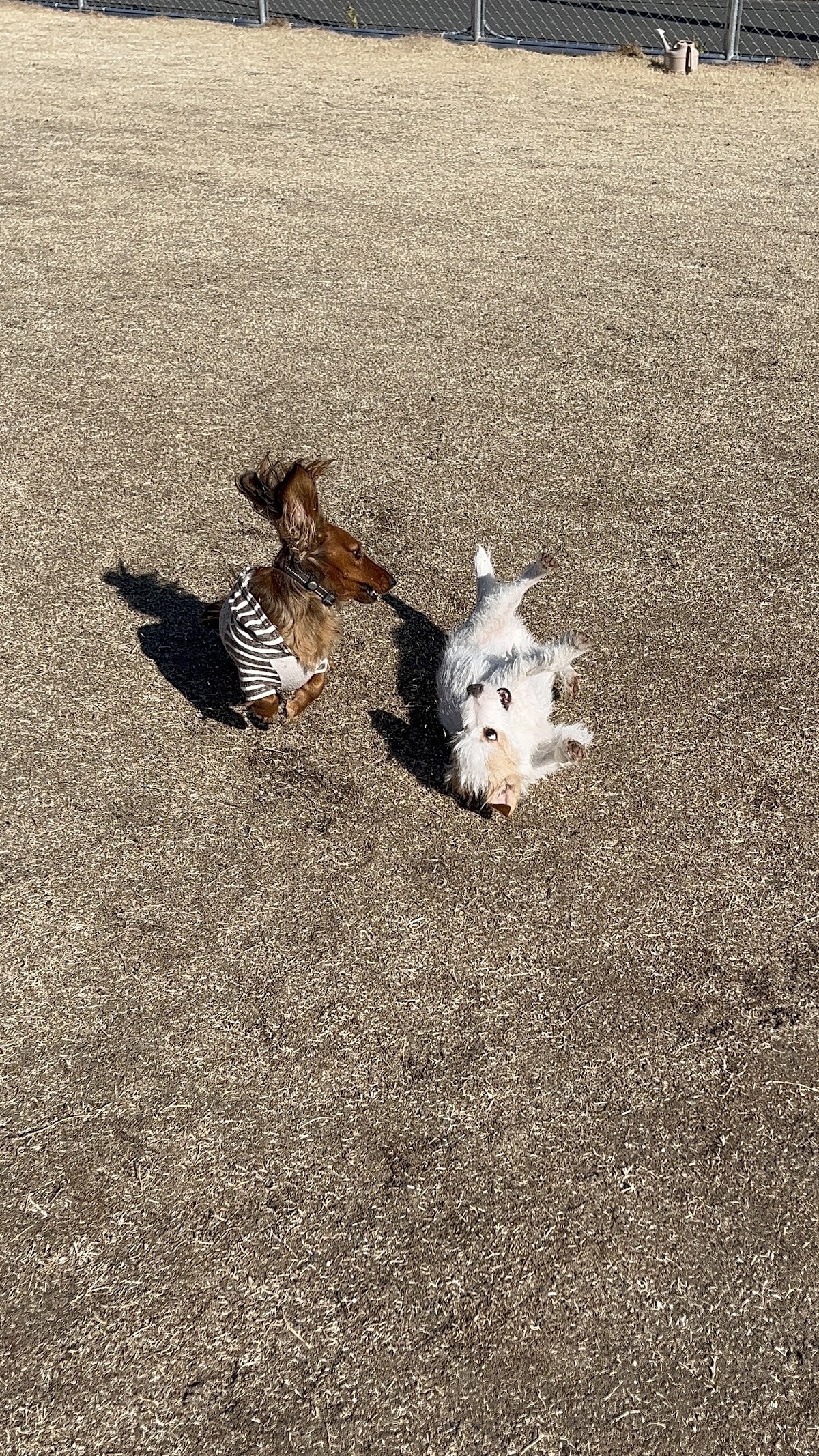 MAPLE DOG ドッグランの実際の写真
