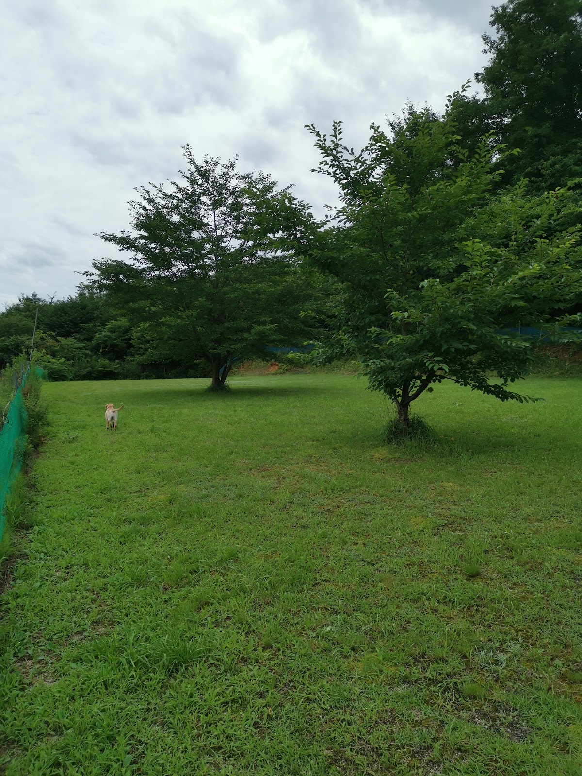 ドッグラン平田（ひらた）の実際の写真