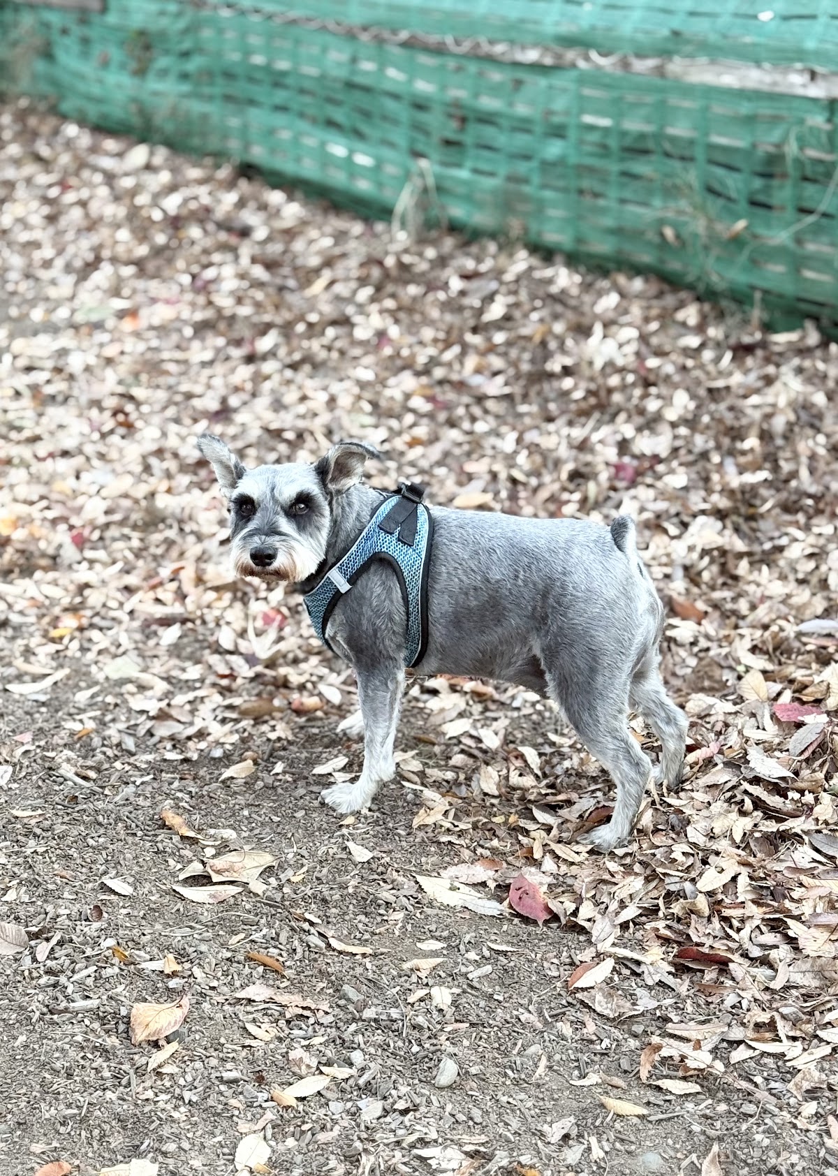 508Base・こどもと犬の遊び場