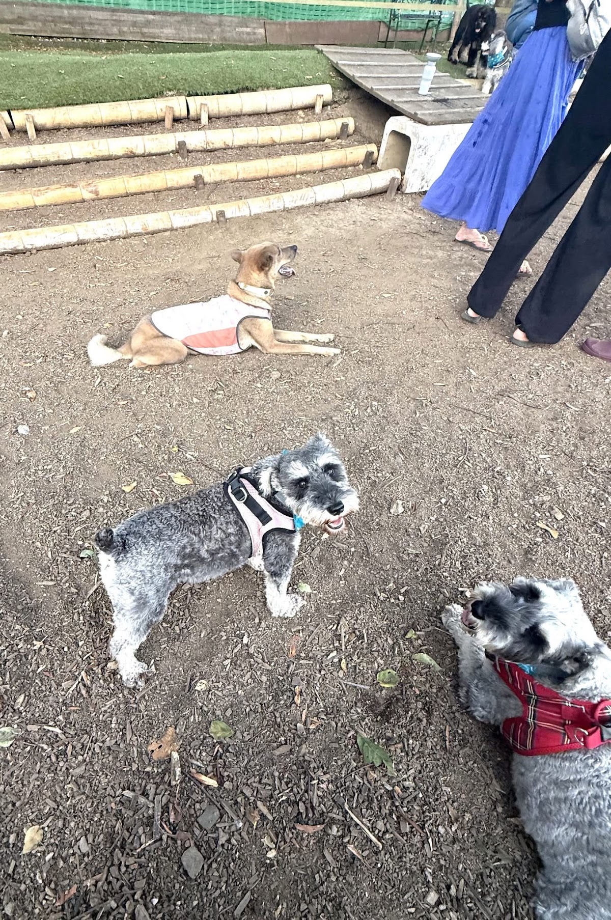 508Base・こどもと犬の遊び場の実際の写真