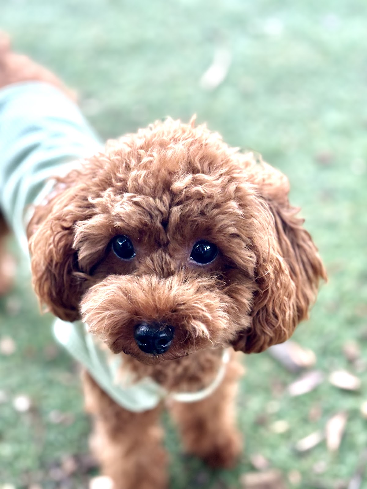 508Base・こどもと犬の遊び場の実際の写真