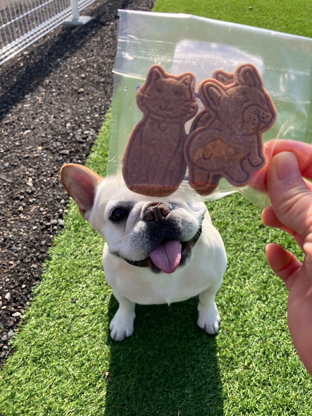 プライベートドッグラン＆セルフウォッシュ こいぬのワルツの実際の写真