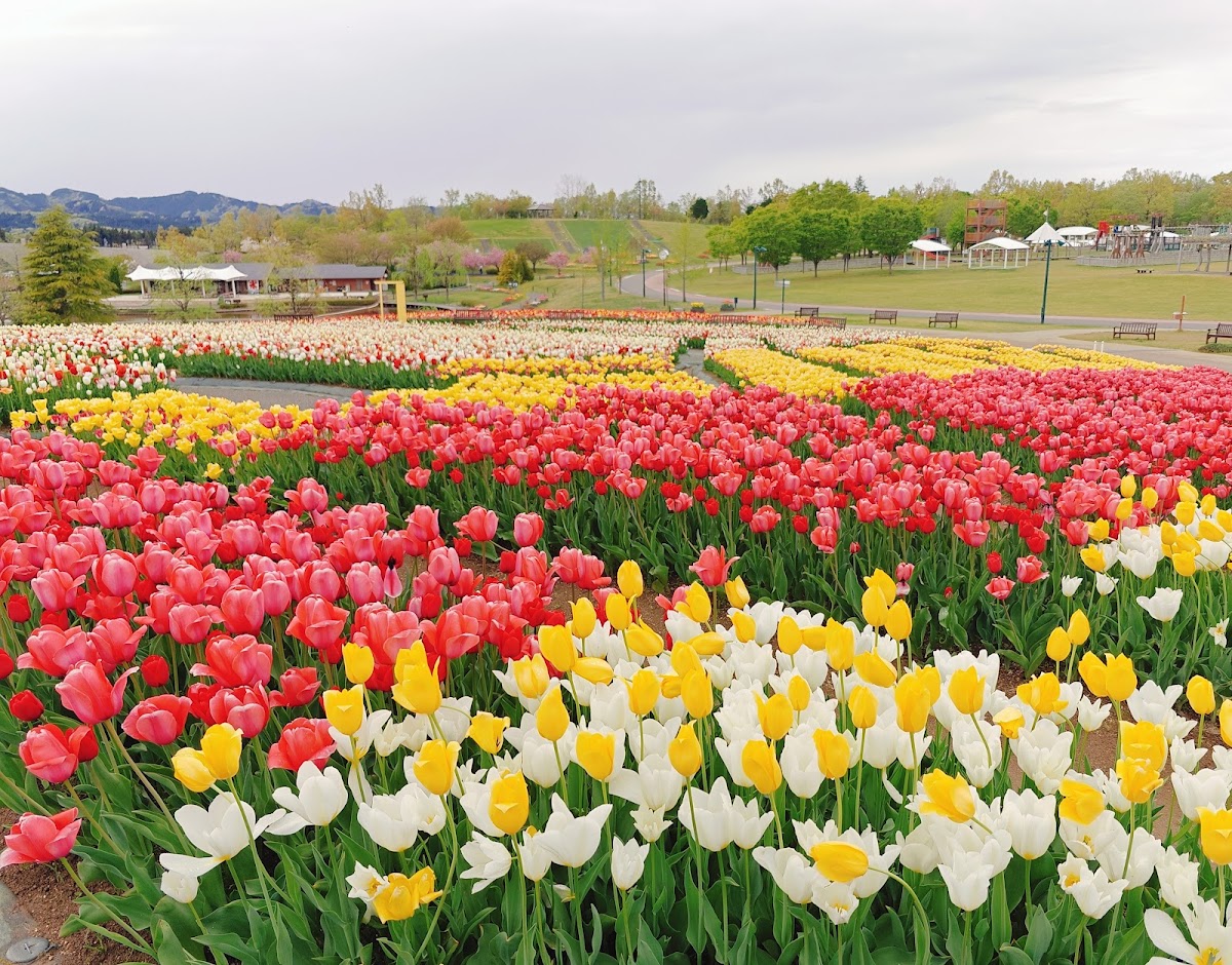 国営越後丘陵公園の実際の写真