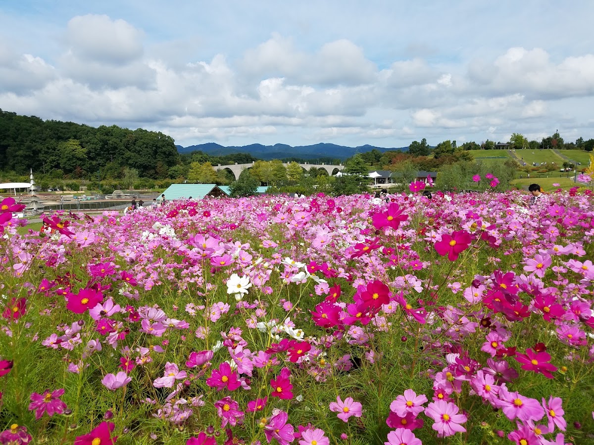 国営越後丘陵公園の実際の写真