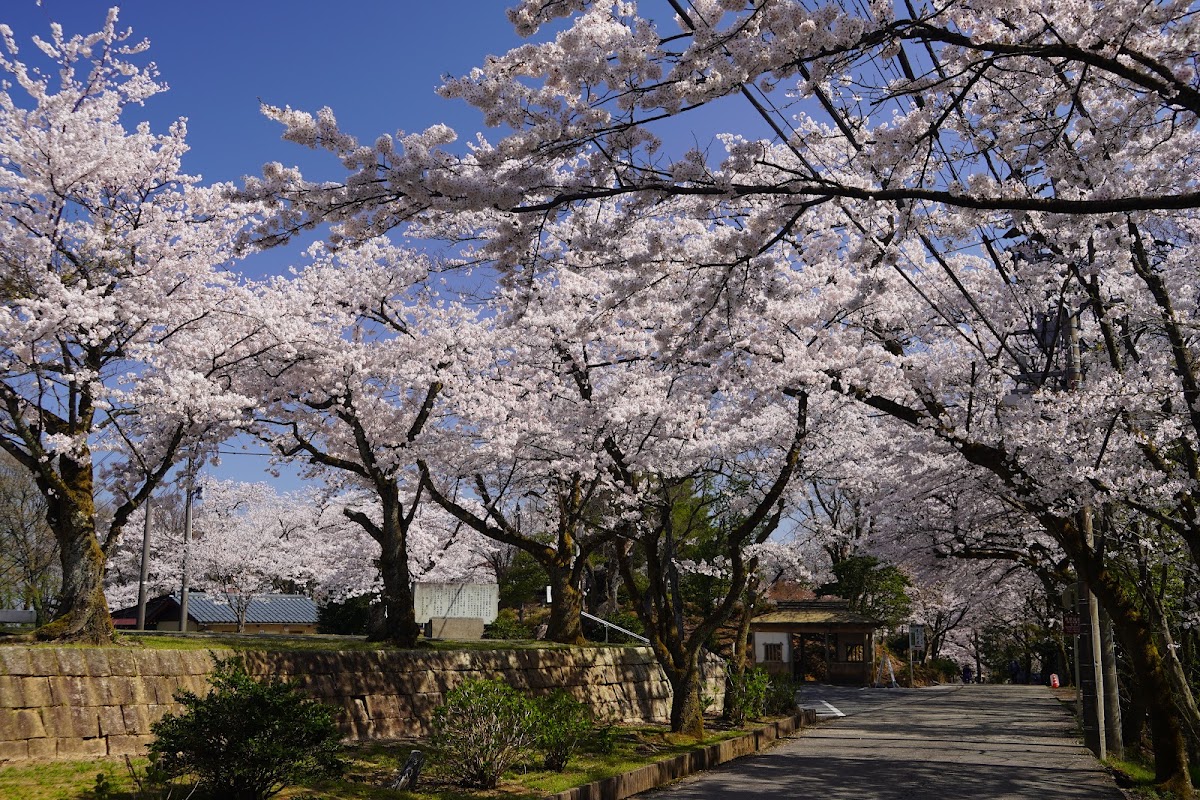 足羽山公園の実際の写真