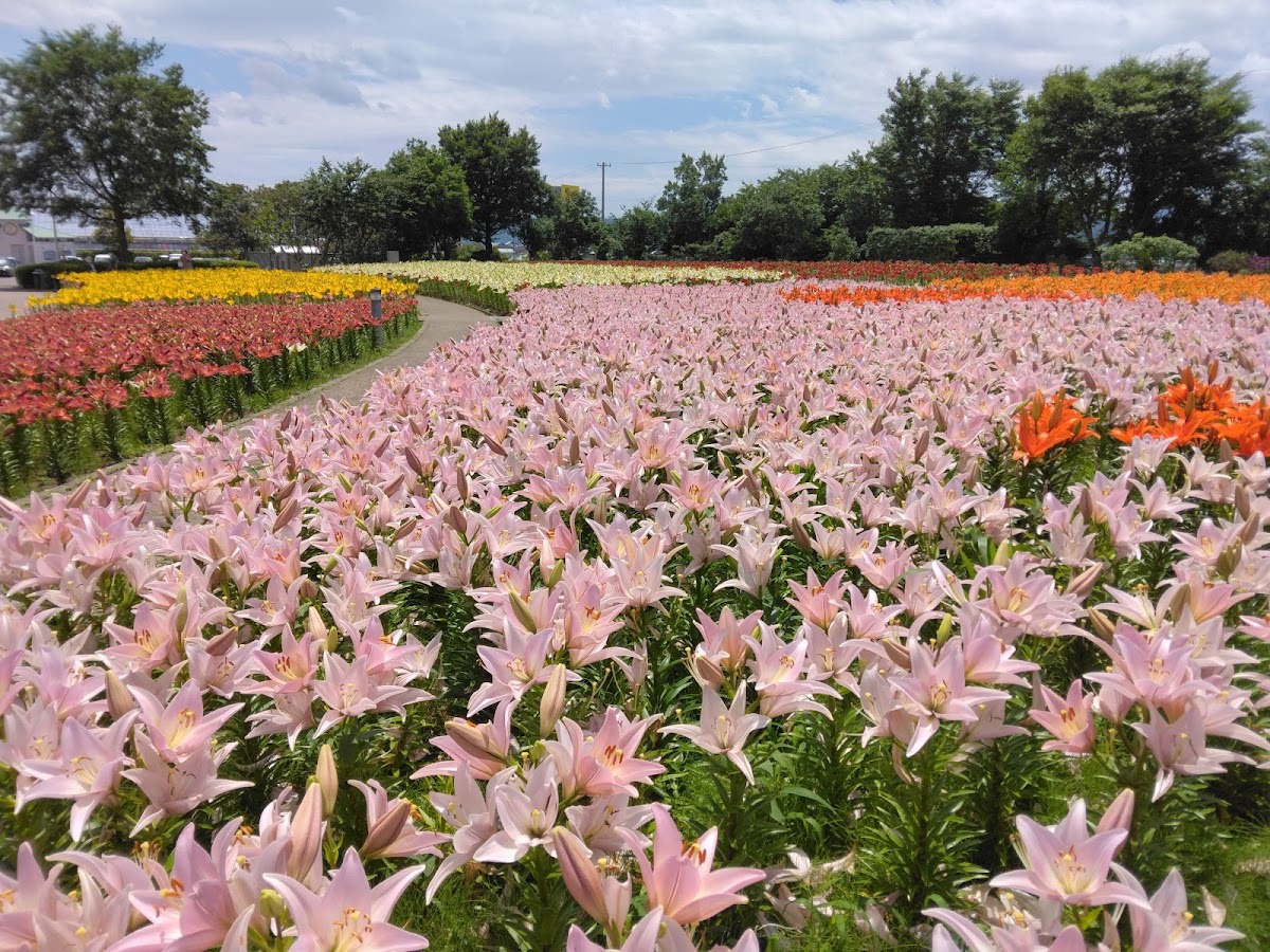 ゆりの里公園 ユリーム春江の実際の写真