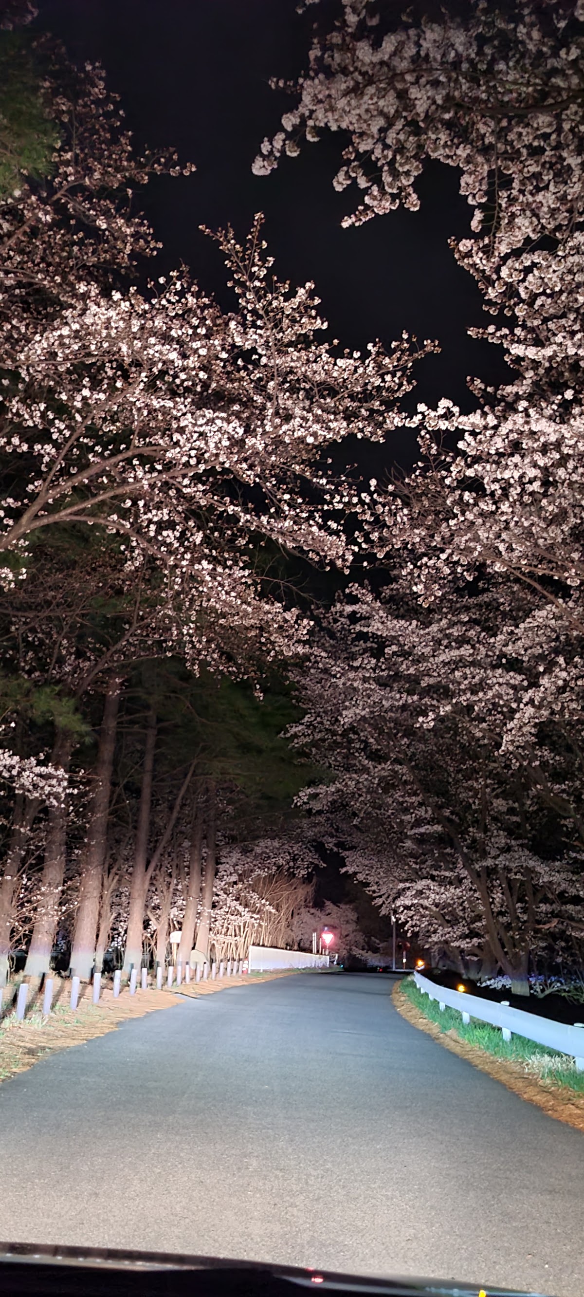 こもれびの森