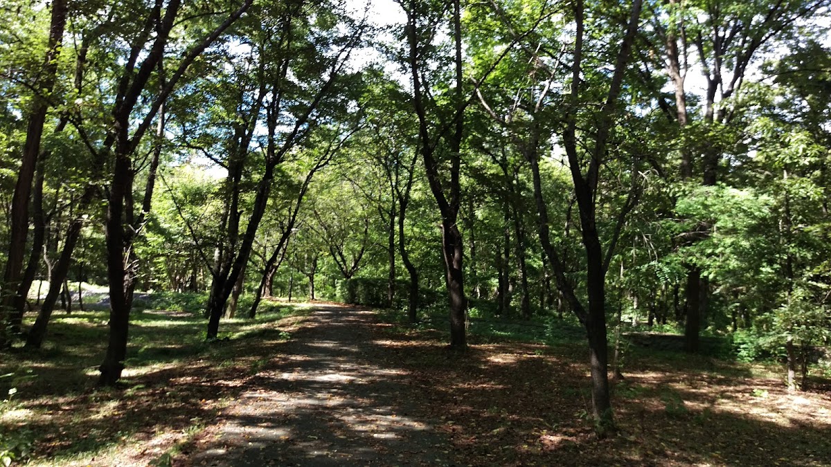山梨県森林公園金川の森の実際の写真