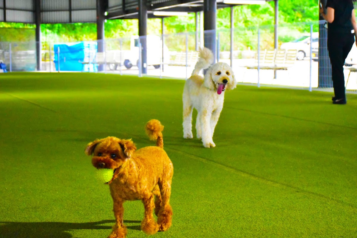 DAIJU DOG RUN(大樹ドッグラン)