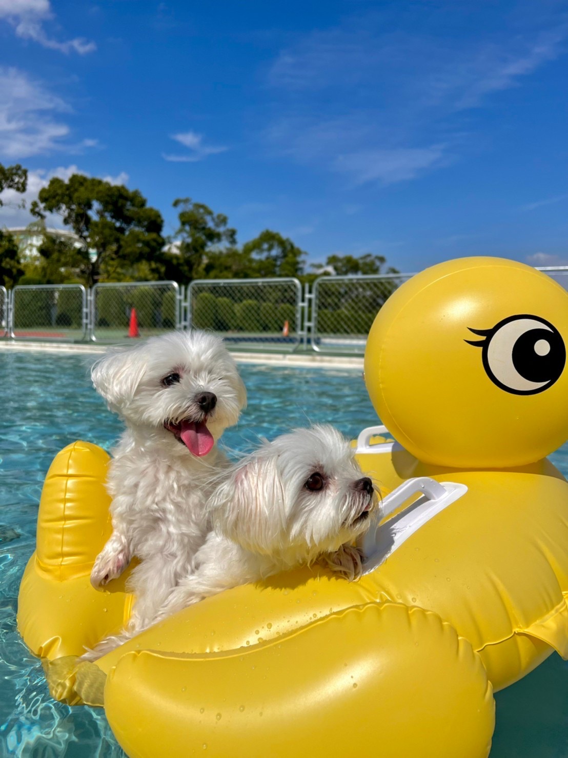 DOG PARK RUN and POOL -LANTERN CAMPING FIELD MORIYA-