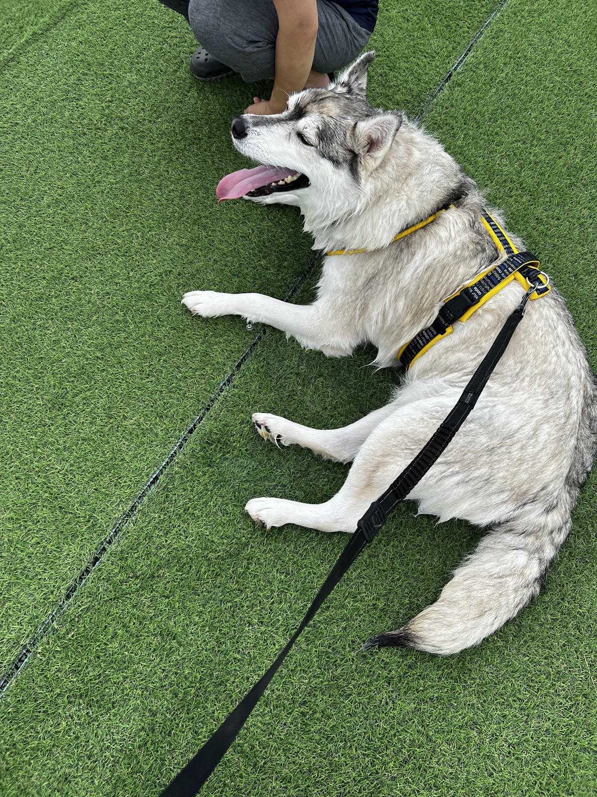 DOG PARK RUN and POOL -LANTERN CAMPING FIELD MORIYA-の実際の写真