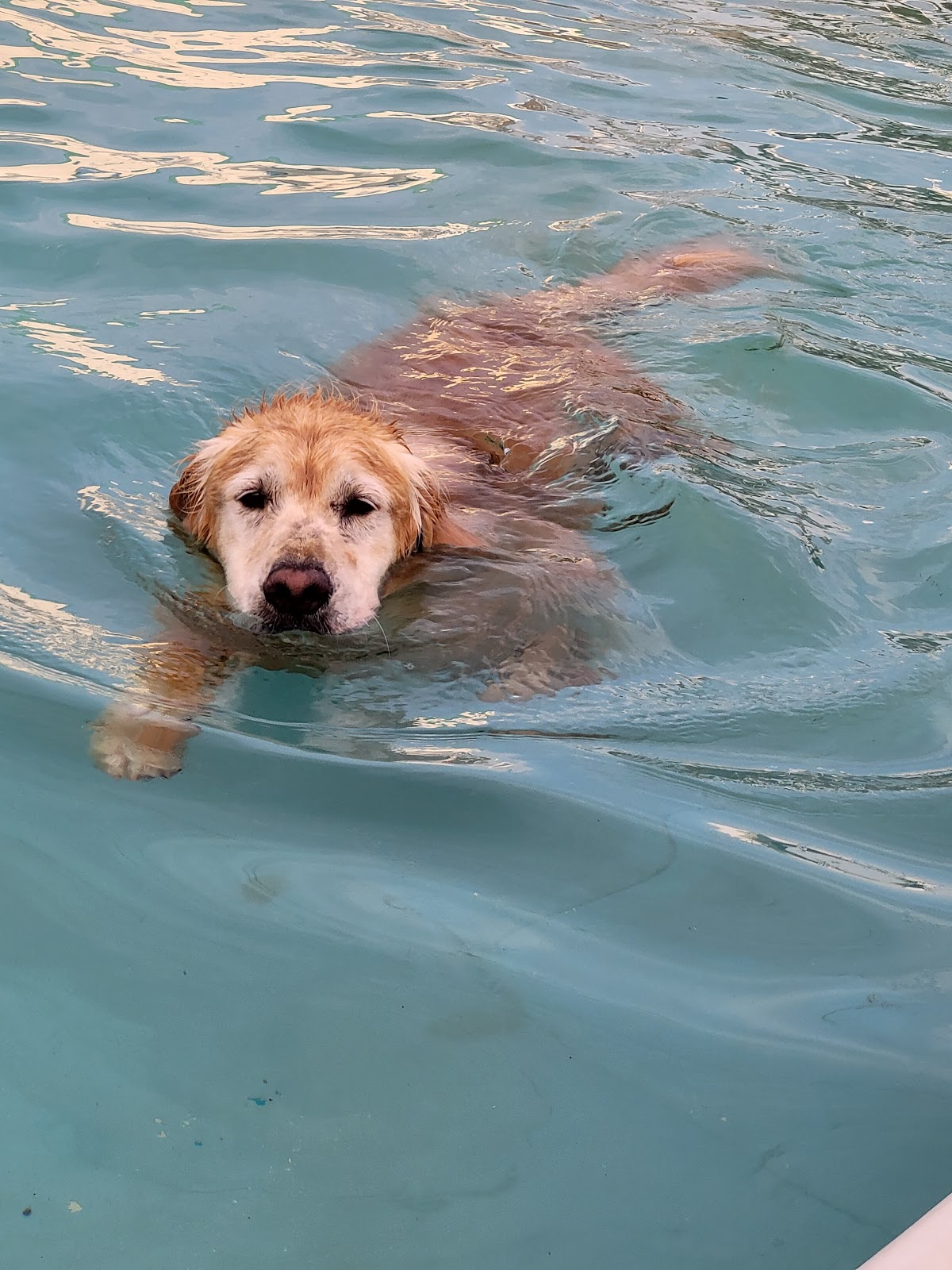 DOG PARK RUN and POOL -LANTERN CAMPING FIELD MORIYA-の実際の写真