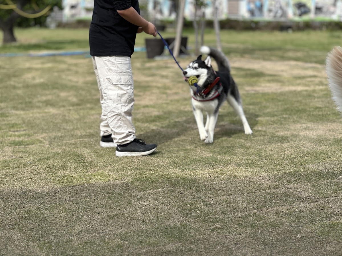 わんわん広場 みどり憩いの場の実際の写真