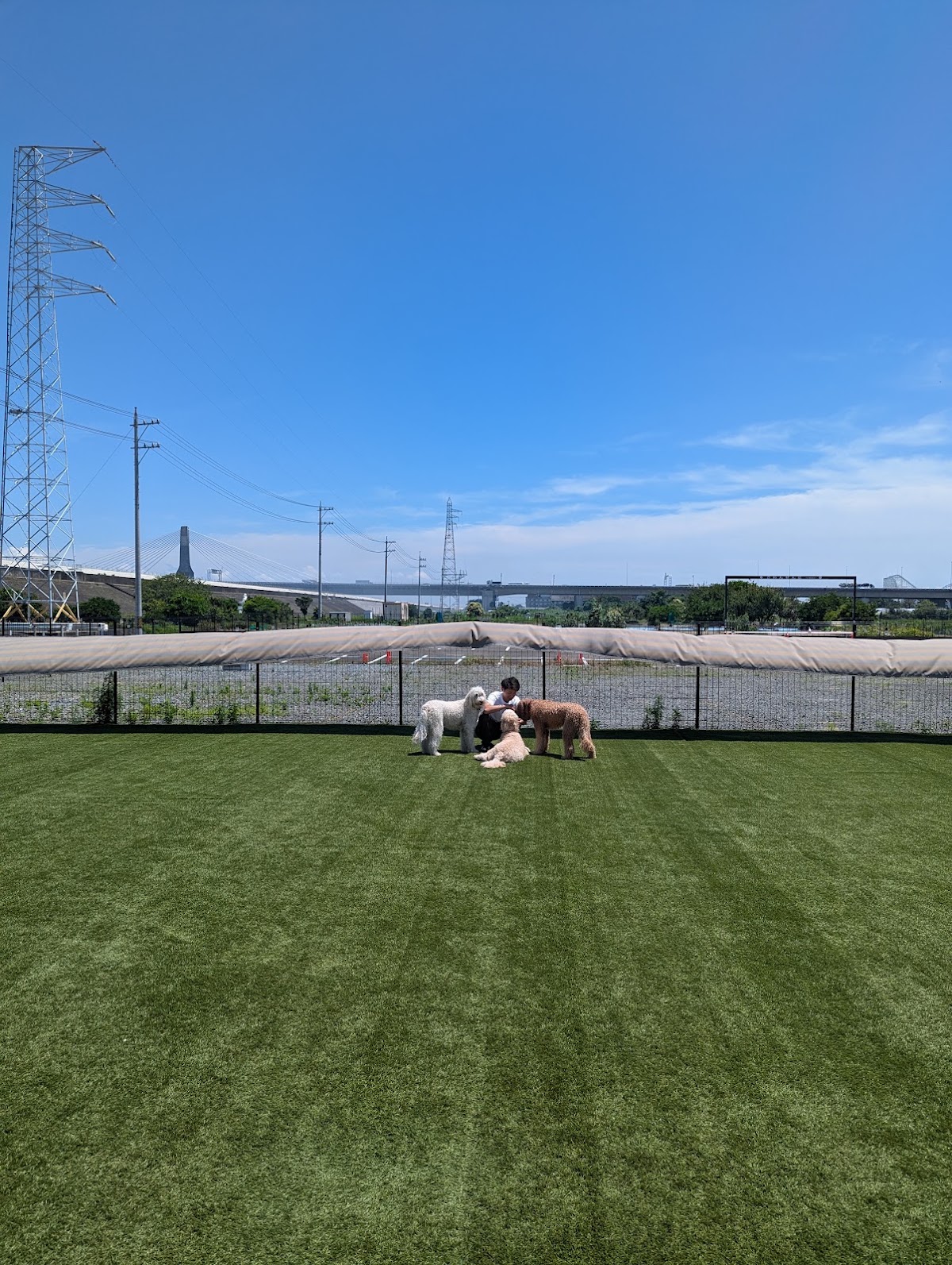 ROSA FIELD