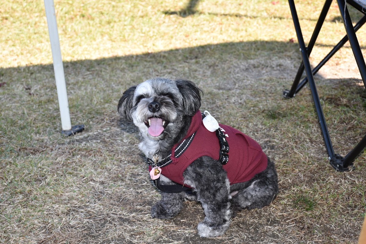 dog park sig＆graceの実際の写真