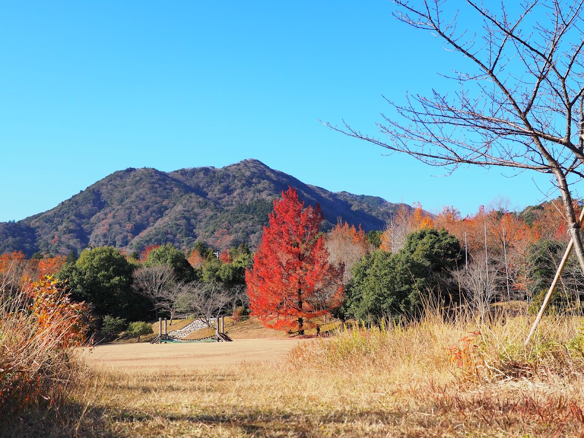 三重県民の森の実際の写真