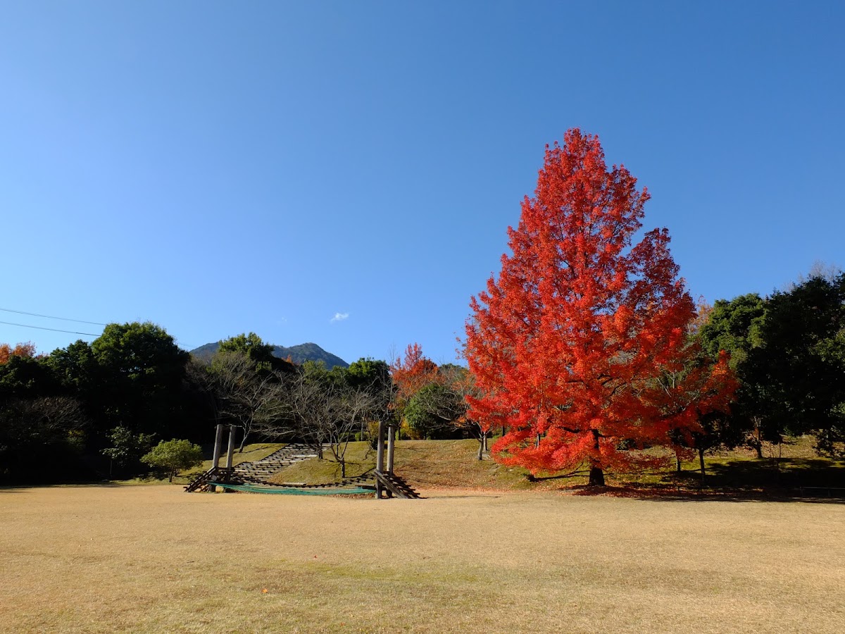 三重県民の森の実際の写真