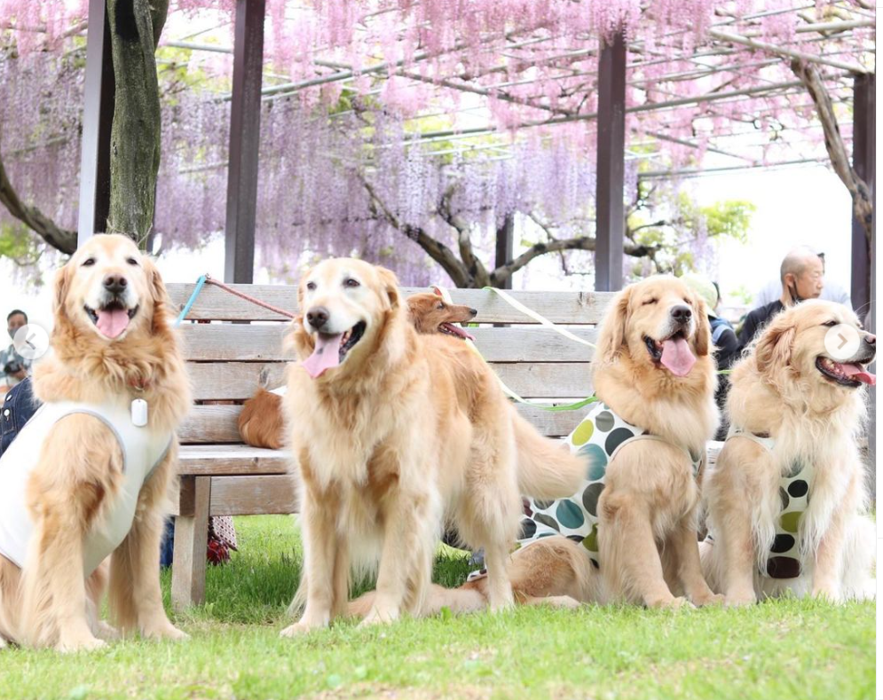 かざはやの里ドッグランドの実際の写真