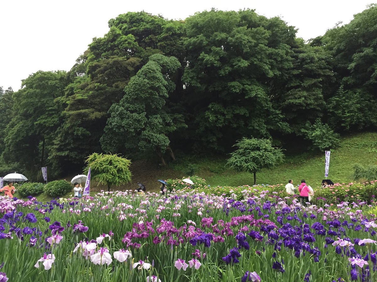 亀山公園の実際の写真