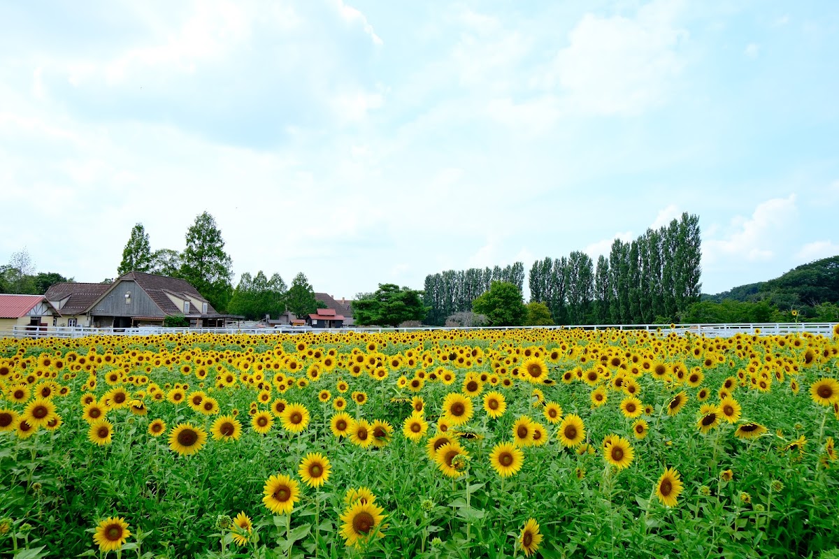 滋賀農業公園 ブルーメの丘の実際の写真