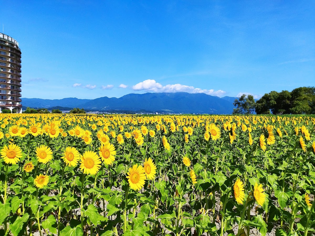 第1なぎさ公園ひまわりの実際の写真