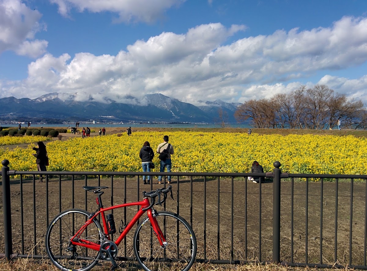 第1なぎさ公園ひまわりの実際の写真