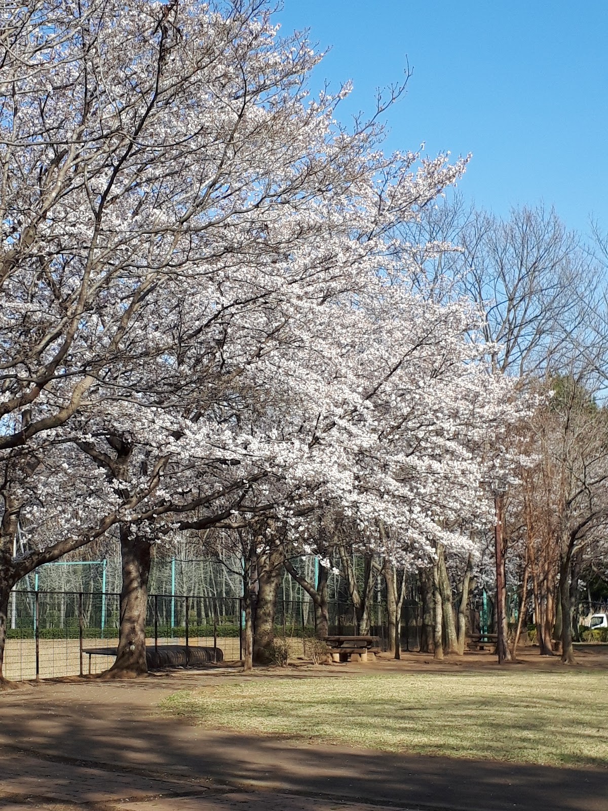 野木町総合運動公園 ドッグランの実際の写真