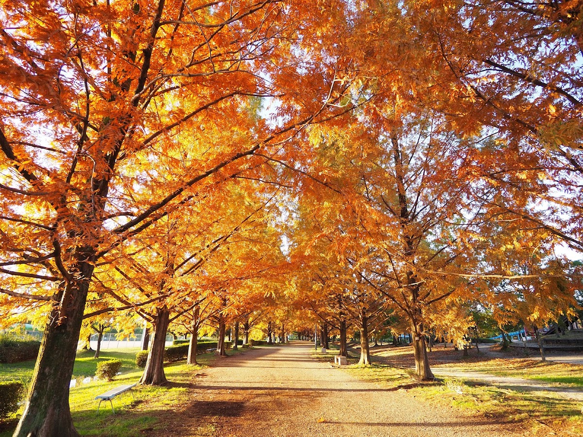矢橋帰帆島公園の実際の写真