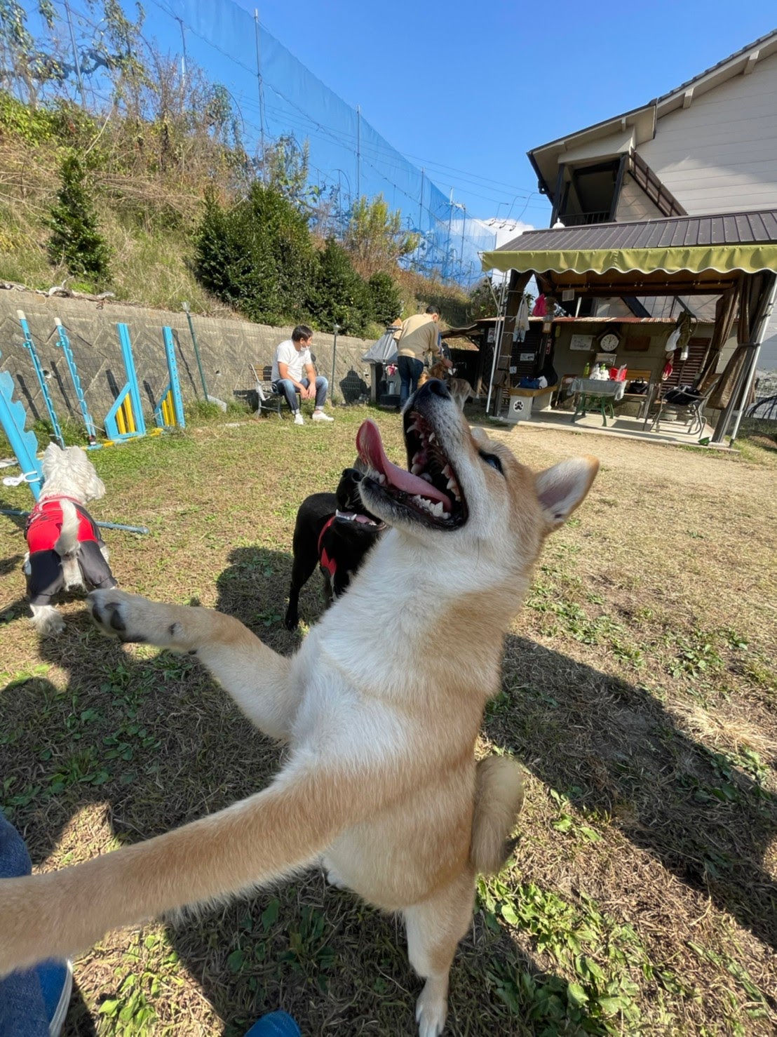 わんの庭の実際の写真