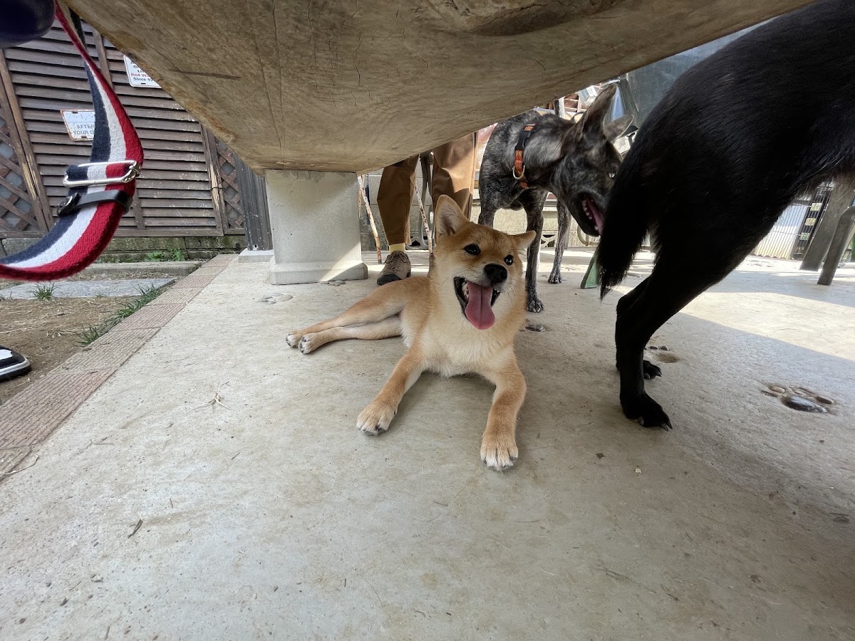 わんの庭の実際の写真
