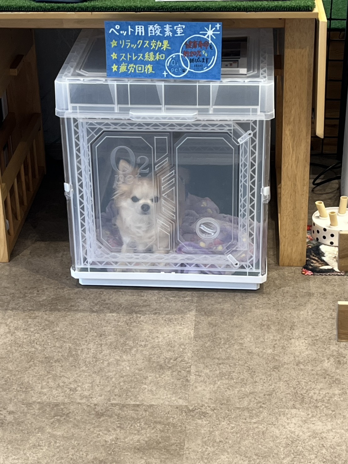 小型犬専用室内ドッグラン付きカフェ（Hana no Mori）の実際の写真