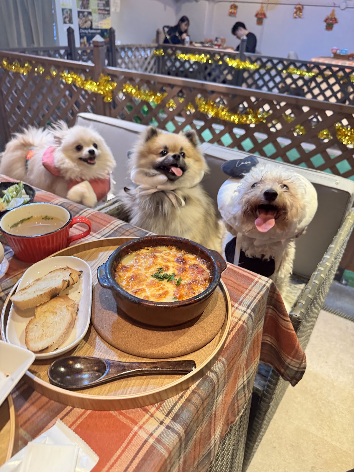 Garden Paws/ガーデンパウズの実際の写真