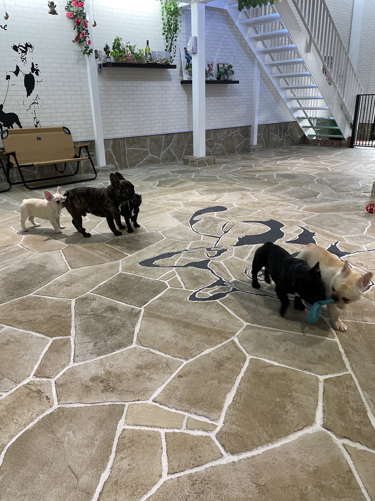 DOG CLUB K-ONEの実際の写真