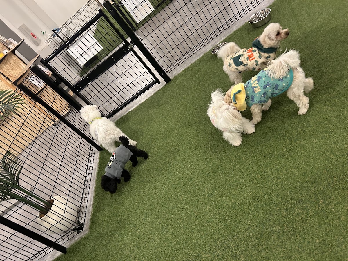 Dog Run Cafe THE RUNの実際の写真