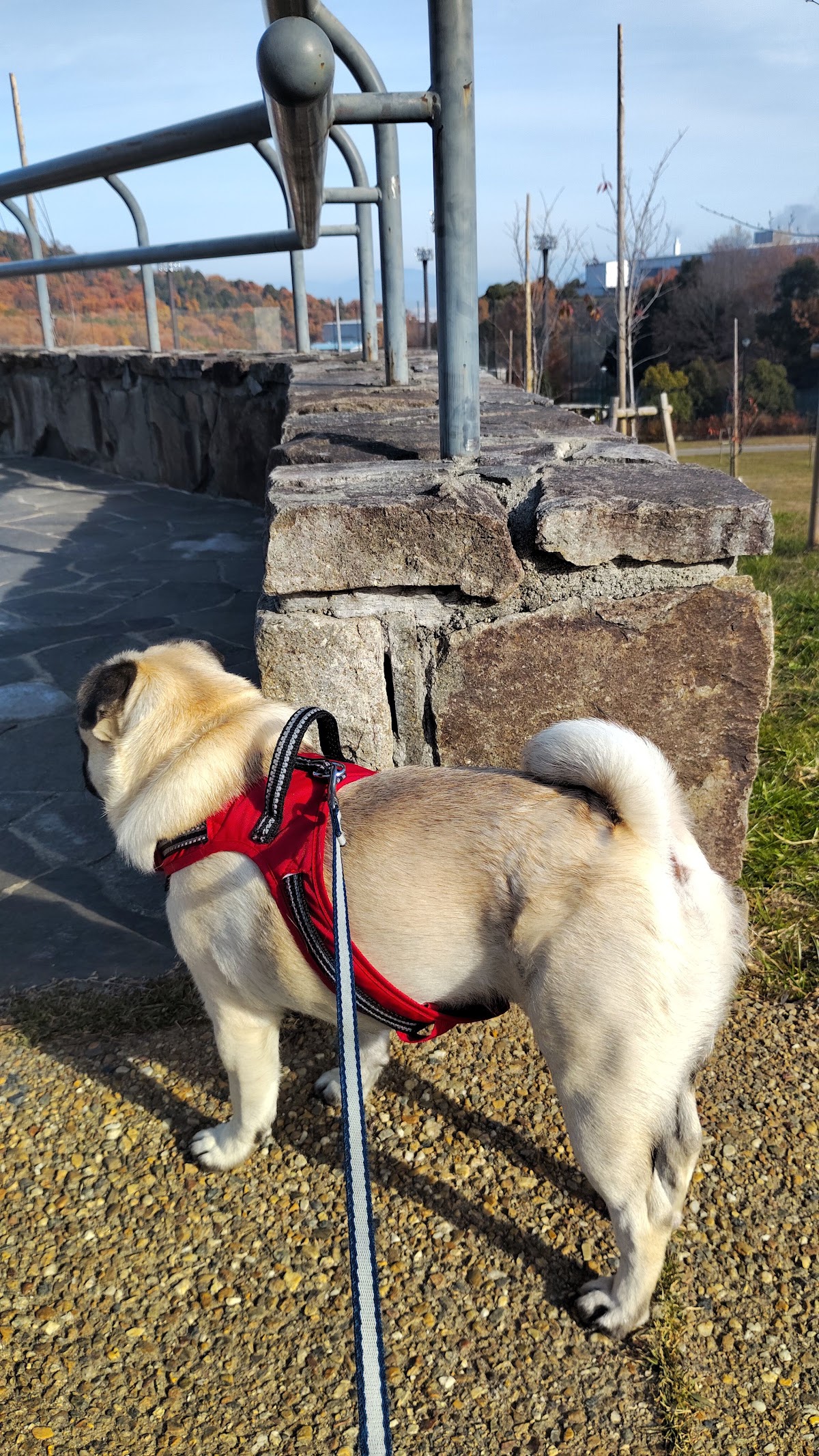東部公園 ドッグラン施設の実際の写真