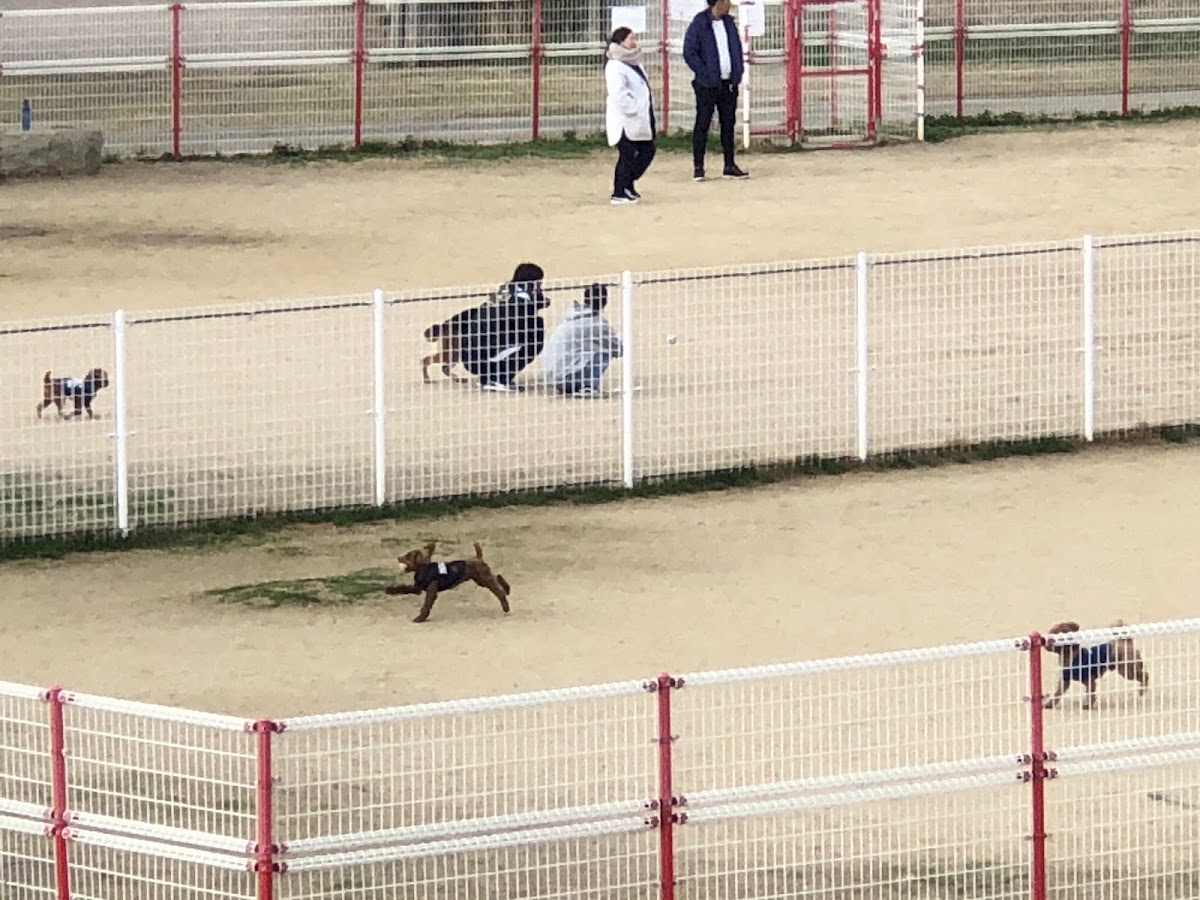 花園中央公園ドッグランの実際の写真