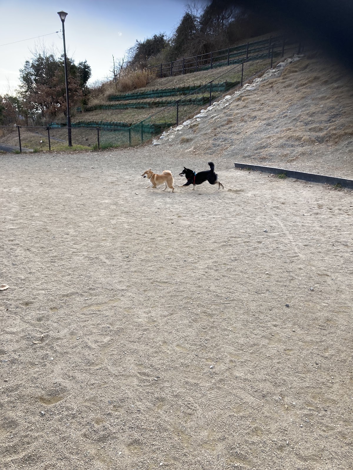 彩都なないろ公園 ドッグランの実際の写真