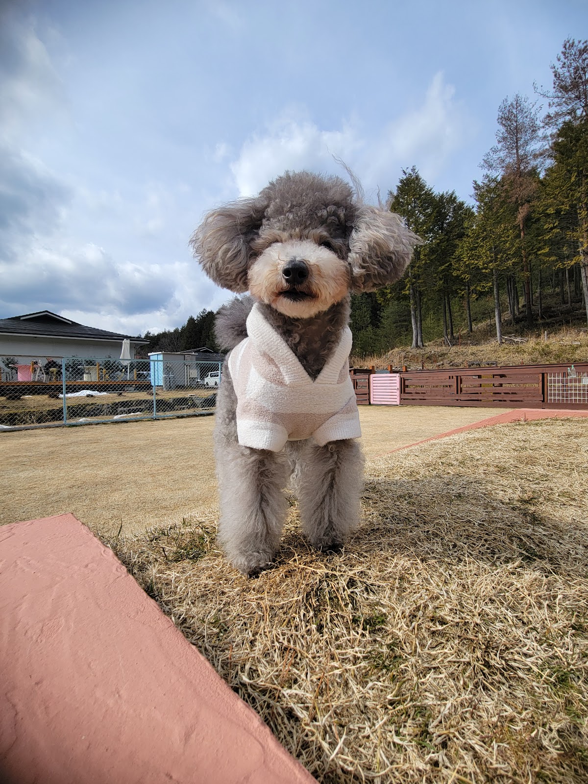 ドッグラン マモ DOG RUN MAMOの実際の写真