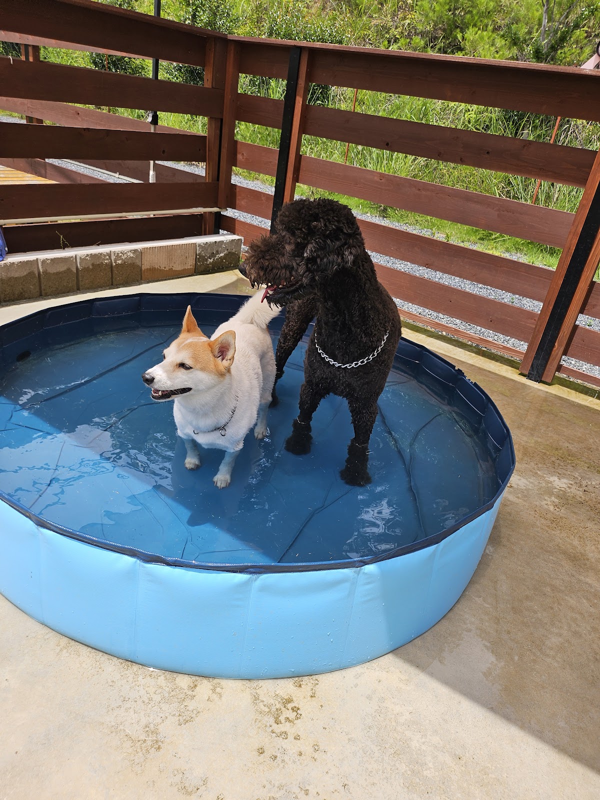 ドッグラン マモ DOG RUN MAMOの実際の写真