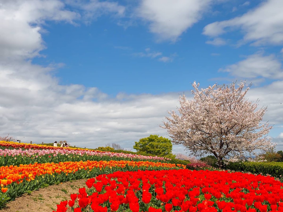 馬見丘陵公園の実際の写真