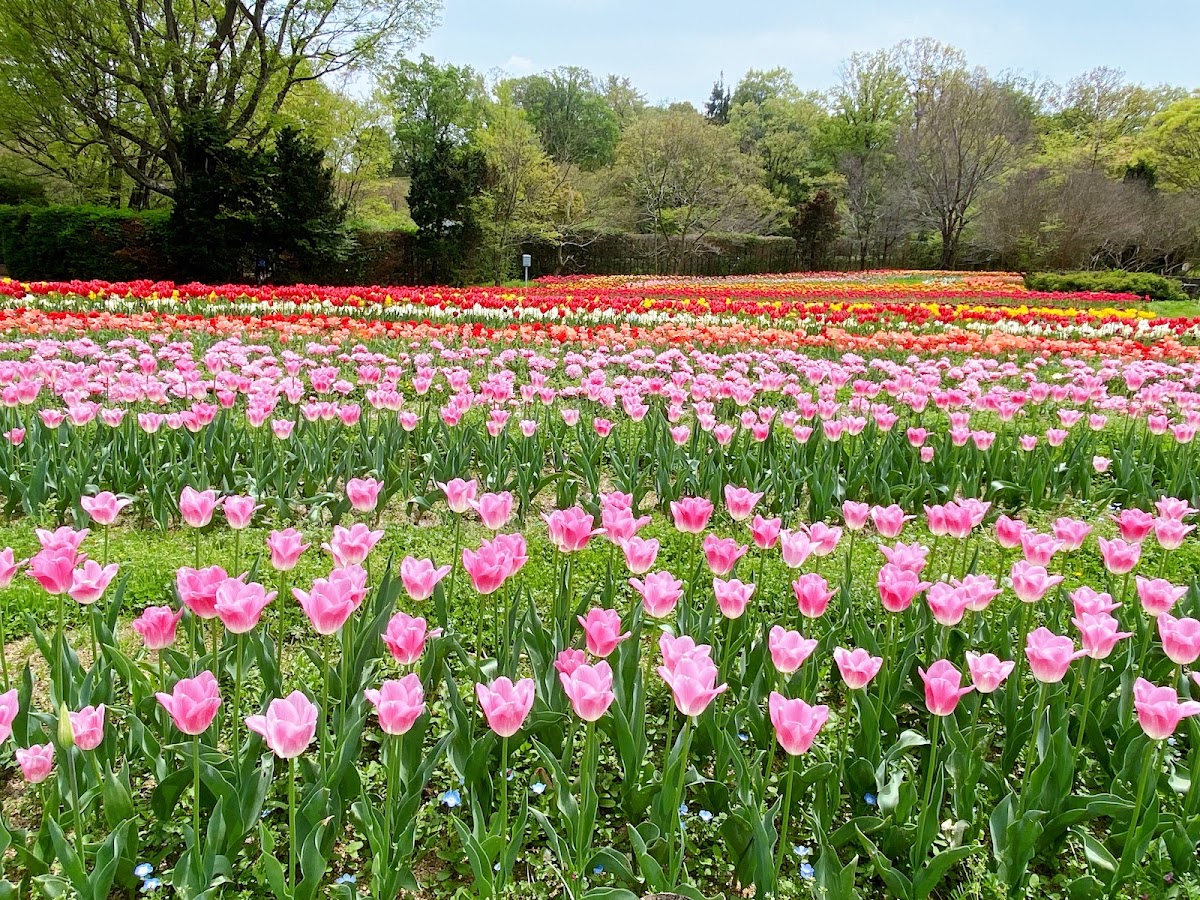 馬見丘陵公園の実際の写真