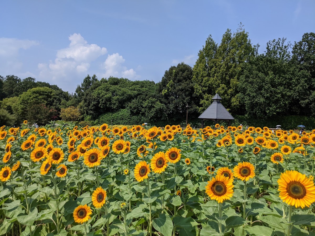 馬見丘陵公園の実際の写真